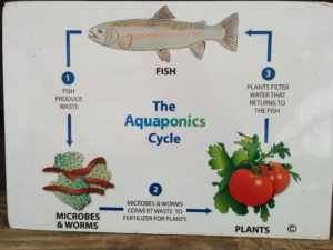 Aquaponics